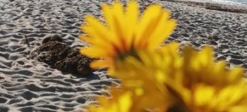 萨丁尼亚为你家庭旅馆(Sardinia for You)图片