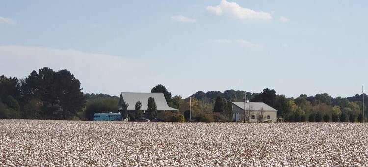 Skoolie Glamping图片