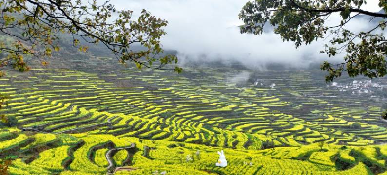 绍兴樟树下民宿图片