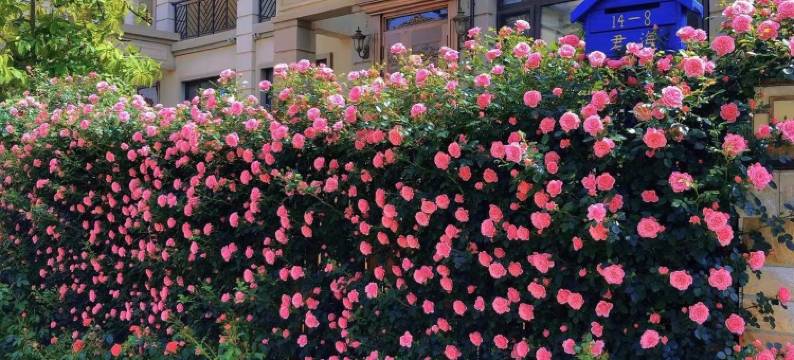 绿姥姥度假别墅(海滨东路1号分店)图片