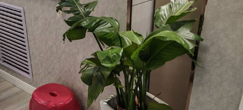 欢迎来到我们家公寓(中原街分店)图片