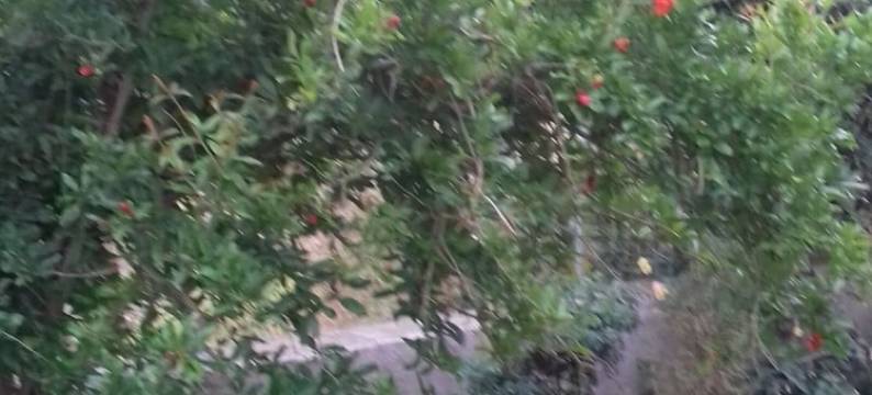 伊罗达乔治开放式公寓酒店(Elounda George Studios)图片