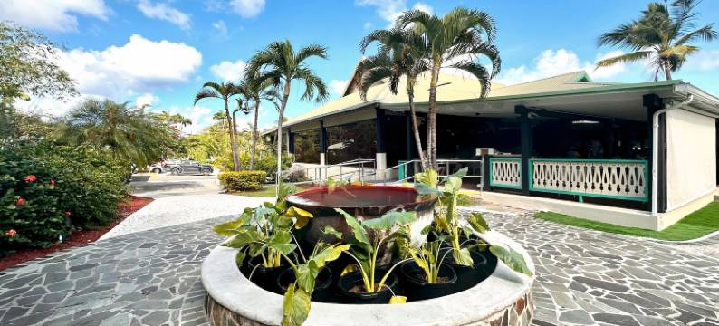 可可棕榈(Coco Palm)图片