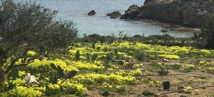 格利马(Glymar)图片