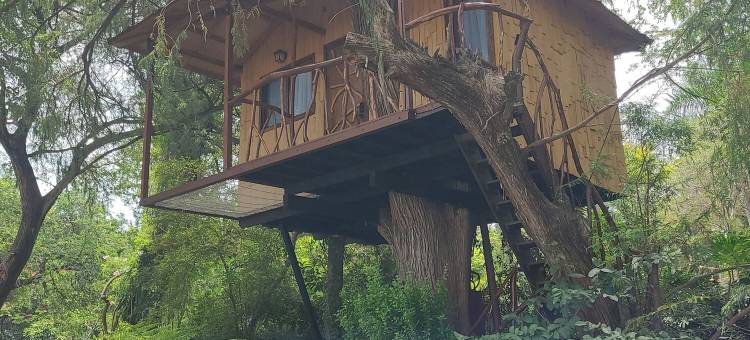 Nido Ecoluxury 梦幻树屋 - 树之家(Nido Ecoluxury Treehouse - Casa de Arbol)图片