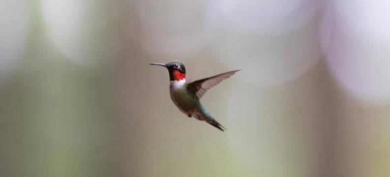 Container Cabin in the Catskills图片