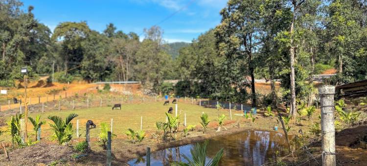 科达查德里帕塔拉格雷家庭寄宿(Kodachadri Pathalagere Homestay)图片