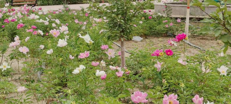 漠上花开度假别墅图片
