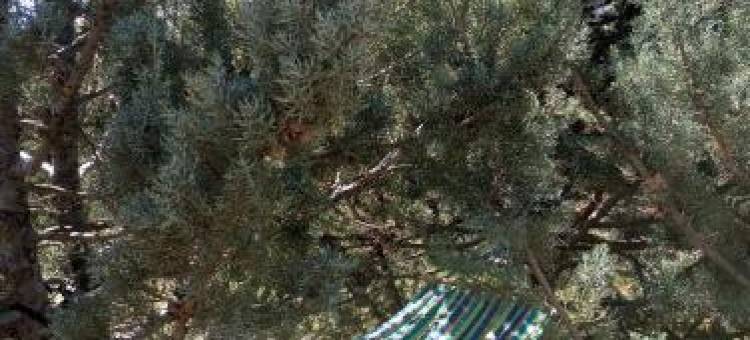 Casa la Colina Mandarina II Casa de Madera图片