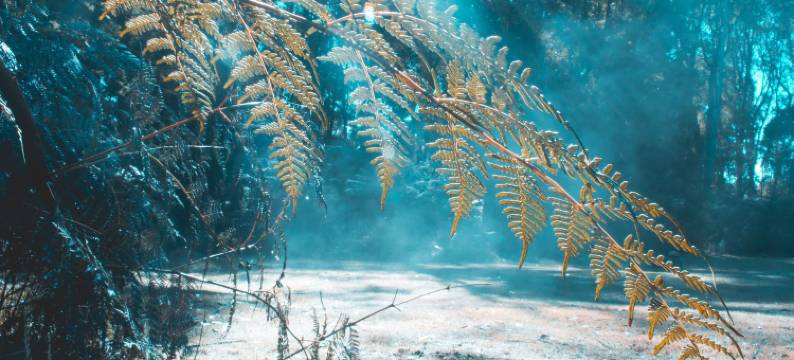 伍德兰雨林度假屋(Woodlands Rainforest Retreat)图片
