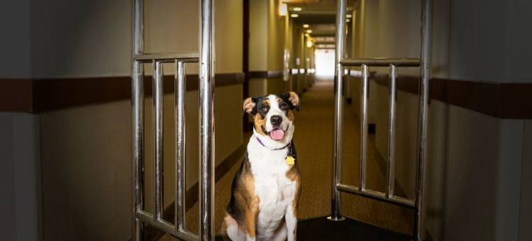 奥斯特舒眠酒店及套房 - 科技中心(Sleep Inn & Suites Austin – Tech Center)图片