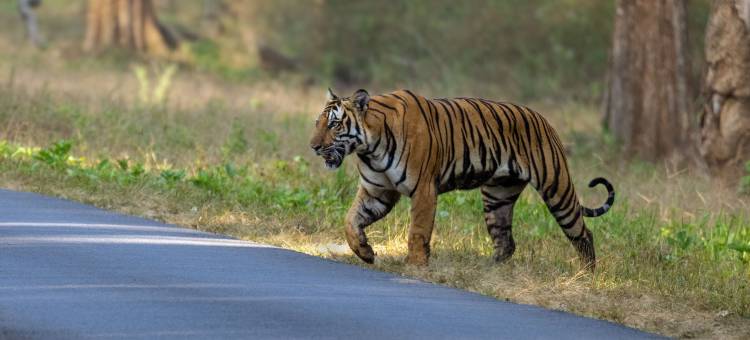 库尔格野行- CGH Earth Saha(Coorg Wild Walk- CGH Earth Saha)图片