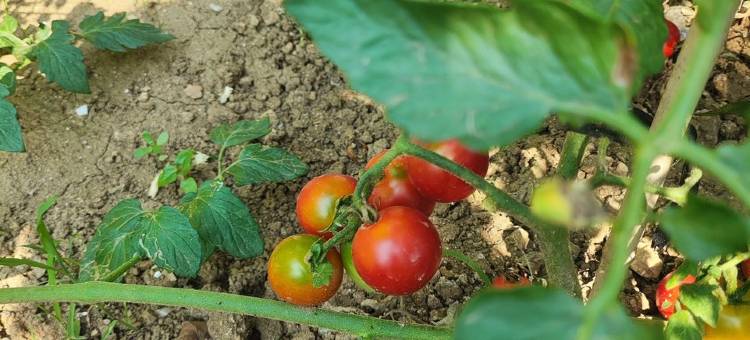 兴城别墅民宿(技校路分店)图片