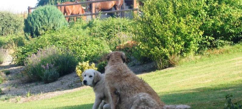 鲁罗特小屋旅馆酒店(Gite Hôtel Chambre d' hôtes et Roulottes et du Ternois)图片