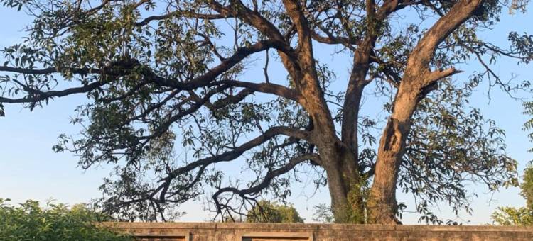 瓦拉纳西生命之树水疗度假村(Tree of Life Resort & Spa Varanasi)图片