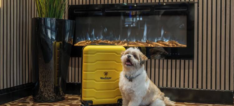 大不列颠机场酒店(Airport Hotel Manchester)图片