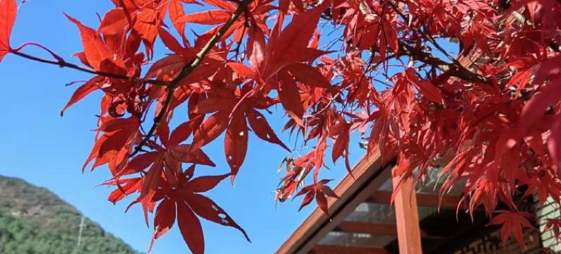 云和县赤梅居民宿(赤石互通分店)图片