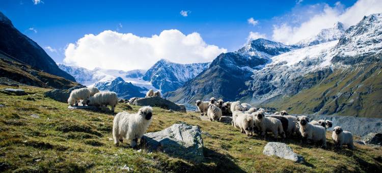 艾尔畔霍夫健康酒店(Wellness Hotel Alpenhof)图片