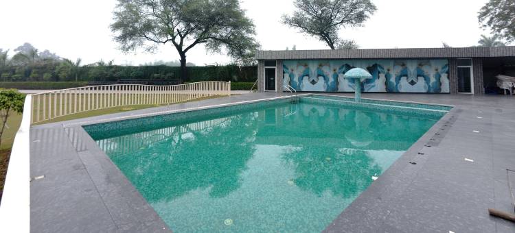 尼拉姆兰花(Neelam Orchid)图片