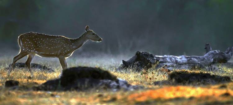 库尔格野行- CGH Earth Saha(Coorg Wild Walk- CGH Earth Saha)图片