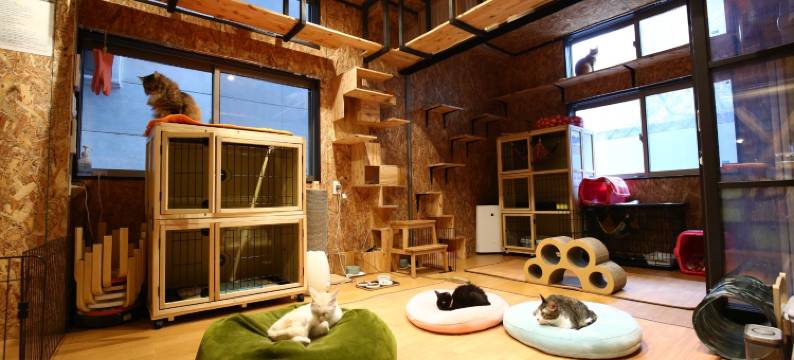 尼克库拉旅舍(Nekokura Hostel)图片