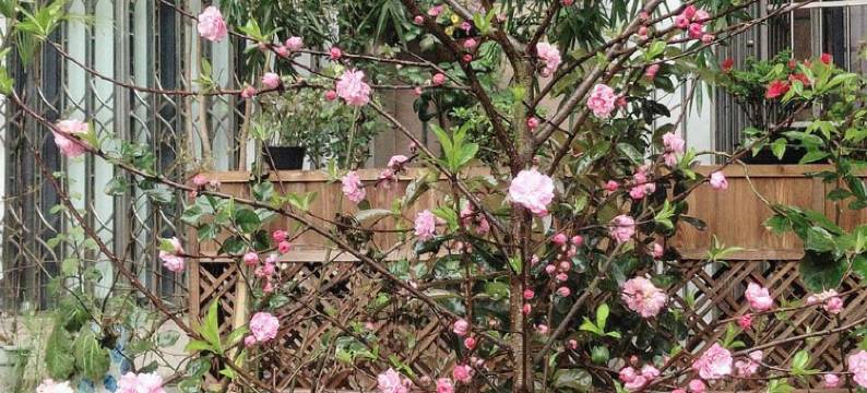 代先生青年城幽雅风情屋公寓(僰侯路二段1号分店)图片