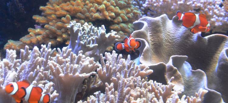 东横INN-新泻站前(Toyoko Inn Niigata Ekimae)图片