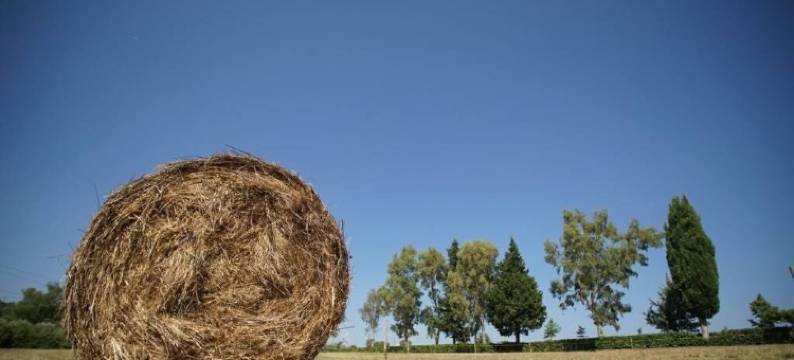 拉塔维尔诺拉观光农场 - 特努塔曼迪亚(La Tavernola Agriturismo - Tenuta Mandia)图片