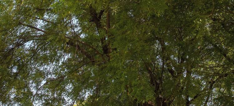 沙普拉阿巴内里度假村(Shahpura Abhaneri Resort)图片