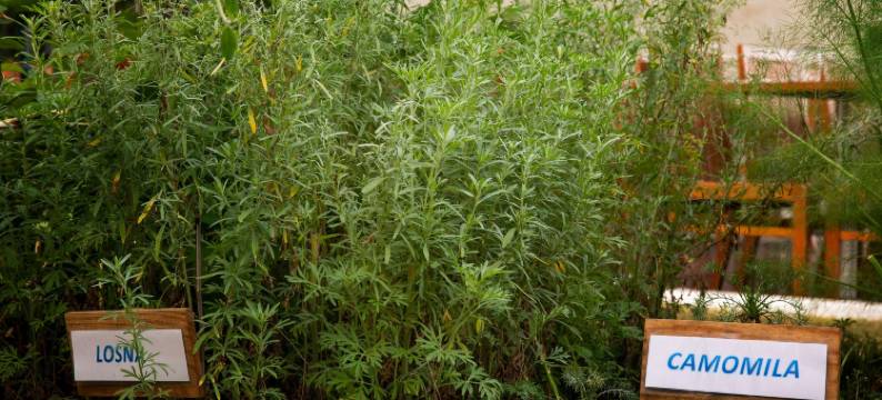 圣保罗莫伦比诺富特酒店(Novotel Sao Paulo Morumbi)图片