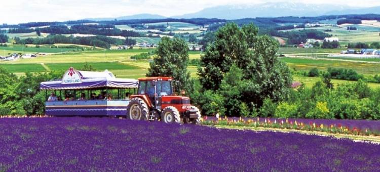 北海道富良野拉维斯塔天然温泉酒店(多美迎・御宿野乃 酒店集团)(La Vista Furano Hills Natural Hot Spring)图片