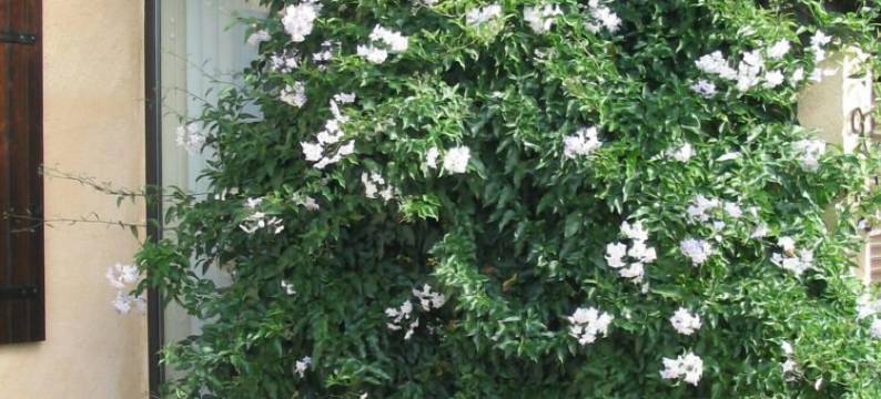 珊瑚花住宿加早餐旅馆(Les Sureaux)图片