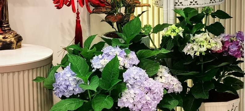 邛海湿地听涛小镇景区房民宿(泸山路分店)图片