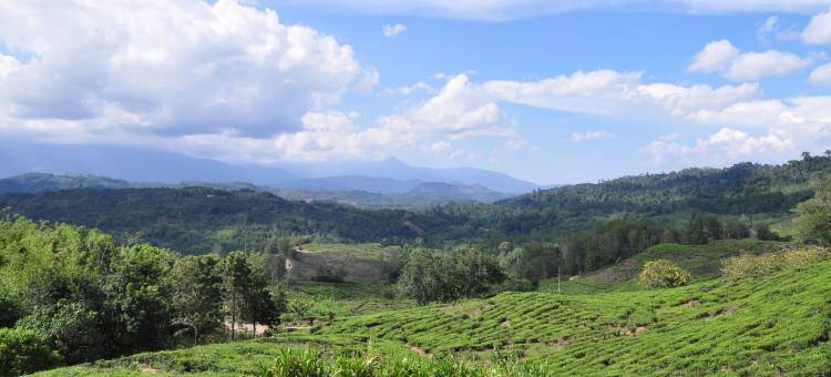 沙巴茶度假村(Sabah Tea Garden)图片