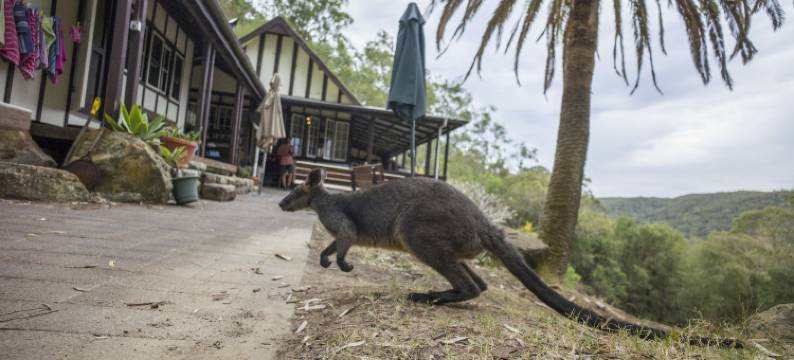 YHA 悉尼皮特沃特生态青年旅舍(YHA Pittwater Eco, Sydney)图片