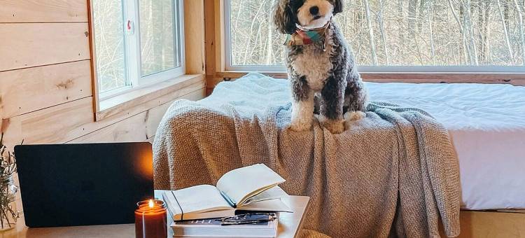 野玫瑰的明信片小屋，万豪旅享家户外系列(Postcard Cabins Wild Rose)图片