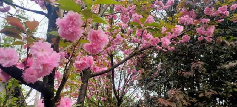 林浩农家院(新荣线分店)图片