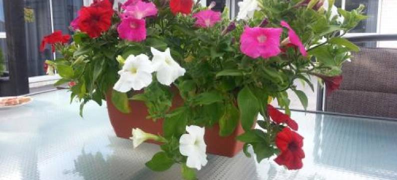 考特尼食宿(Courtenay B & B)图片