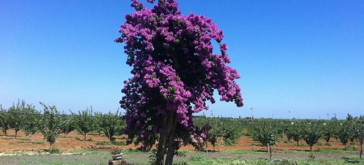 圣安德里亚农庄酒店(Agriturismo Biologico Sant'Andrea)图片