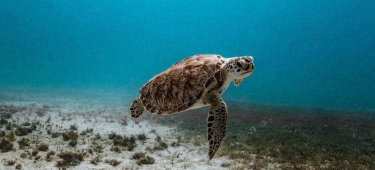 Hotel Indigo 奥兰治海滩-墨西哥湾海岸酒店 IHG 旗下(Hotel Indigo Orange Beach - Gulf Shores)图片