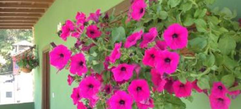 卡萨斯卢勒斯普列托酒店(Casas Rurales Prieto)图片