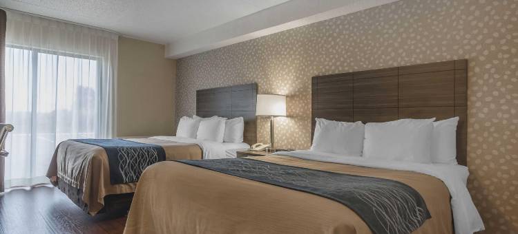 莱维斯舒适酒店(Comfort Inn)图片