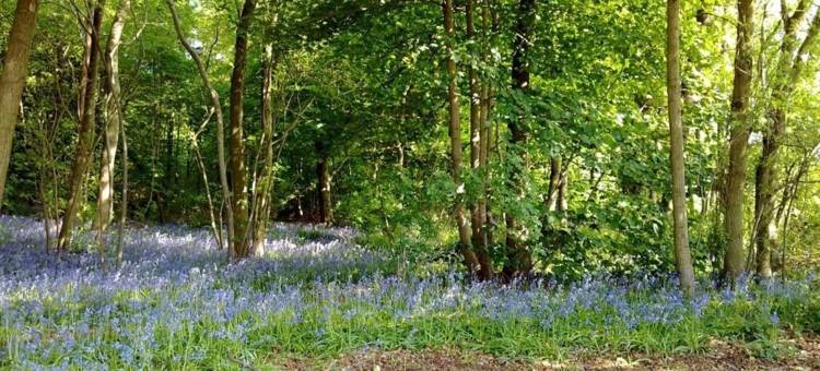 威赛德民宿(Wayside B&B)图片