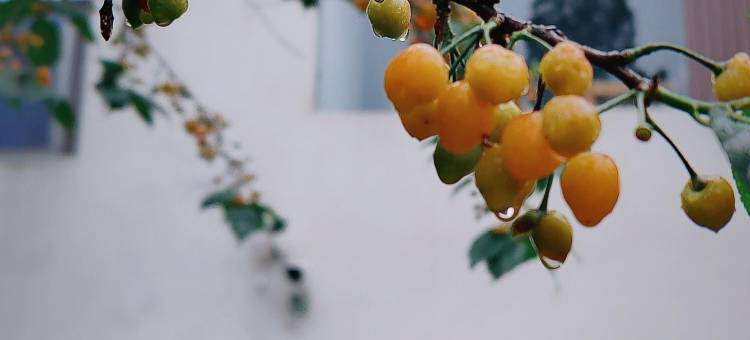 南山竹海竹隐小院图片