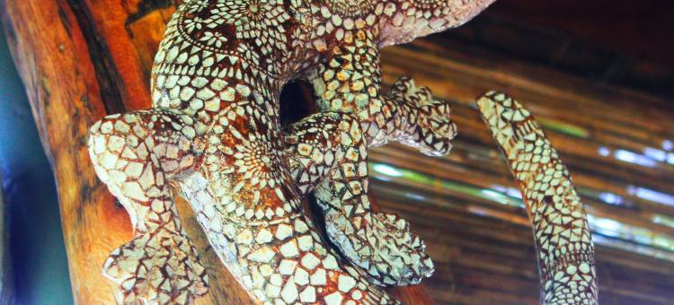 阿斯波库纳 - 生态团队(Ahaspokuna by Eco Team)图片