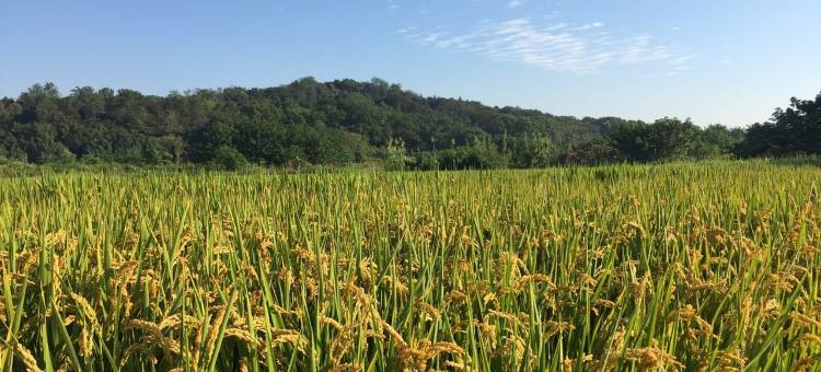 设计石度假别墅(辰花路1号分店)图片
