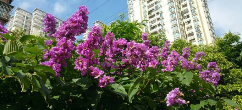 丽舍长隆景区温馨家庭套房公寓(富石路分店)图片