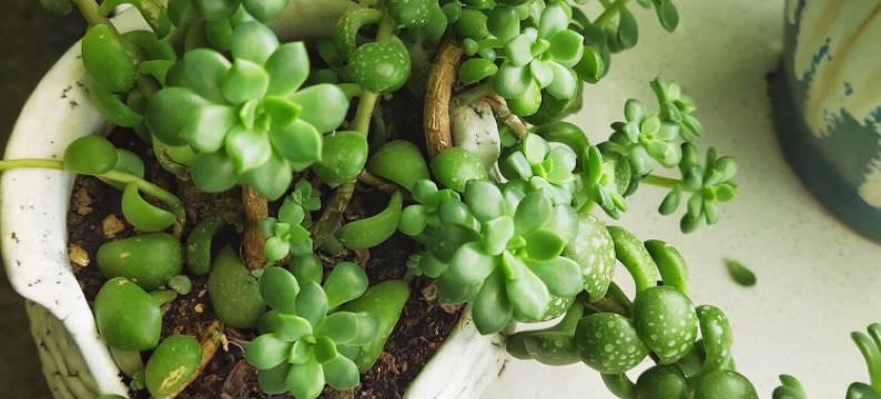 木子晨L公寓(雄关路1号分店)图片