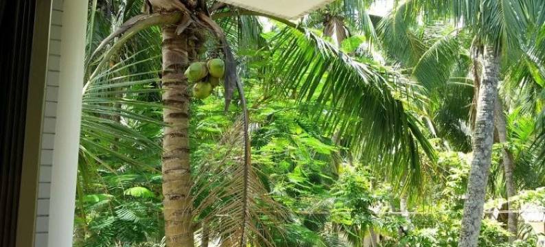 东郊椰园民宿(椰林湾路分店)图片