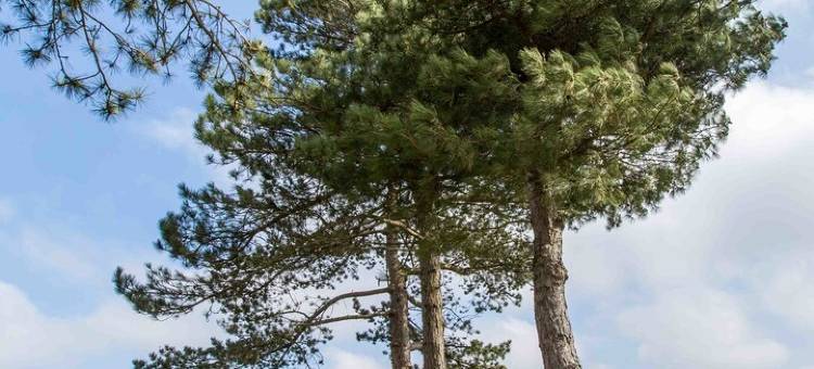 阿莱克斯法克特里酒店(Éco-Domaine Gîtes et Spa - Mer, Nature & Confort - Côte d'Opale)图片